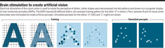 腦部刺激產生人工視覺示意圖 圖片來源：《科學》
