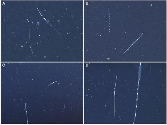 杯狀手烏賊 （Chiroteuthis calyx）和被擬態(tài)的雙小水母（Nanomia bijuga）