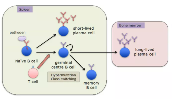 記憶B細胞的生成過程