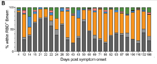 表達針對新冠病毒刺突蛋白受體結合域（RBD）抗體的記憶B細胞產生抗體類型的比例，深灰色為IgM抗體，橙色為IgG1抗體