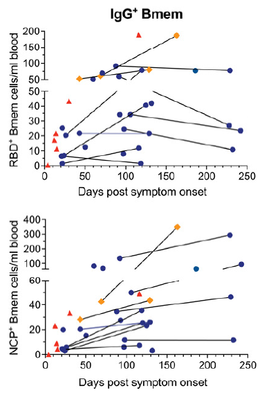 針對新冠病毒刺突蛋白RBD的記憶B細胞（上圖）和針對新冠病毒核衣殼蛋白的記憶B細胞（下圖）數目隨時間的變化（藍色數據點代表一個患者在不同時間提供的2個樣本）