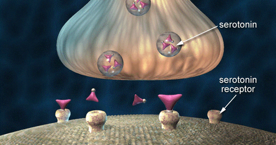 血清素被釋放后，會結(jié)合到神經(jīng)元表面的受體上發(fā)揮作用。（圖源：UPLIFT）