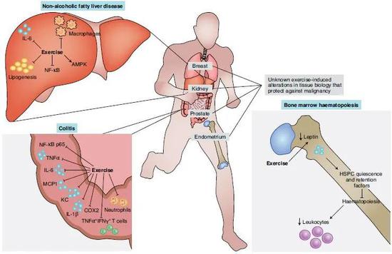 運動可以保護多種器官抵抗組織特異性癌變