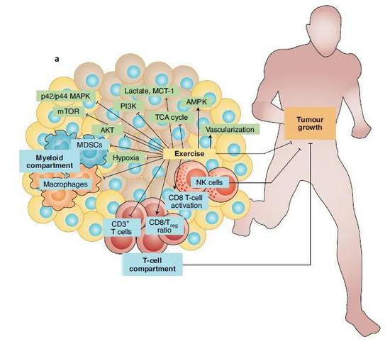運動改變了腫瘤微環(huán)境的免疫組成（藍框），降低了先天免疫細胞群的比例，增加了T細胞和天然殺傷細胞的比例，同時改變了腫瘤微環(huán)境的代謝（綠框），減少缺氧等