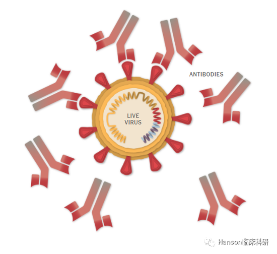 滅活疫苗誘導(dǎo)的抗體消滅新冠病毒。圖源：紐約時(shí)報(bào)。