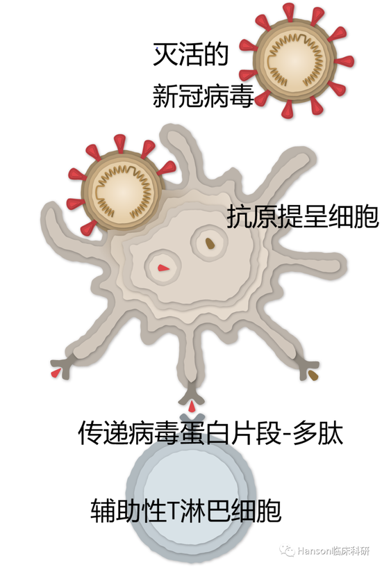 　滅活疫苗激活人體免疫應(yīng)答。圖源：紐約時(shí)報(bào)。