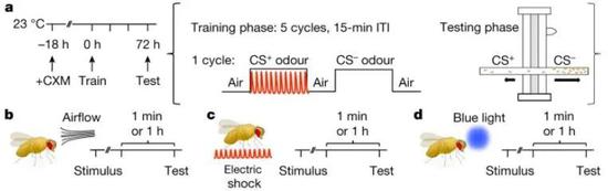 訓練和干擾果蠅的實驗示意圖