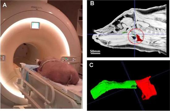 給小肥豬做核磁共振
