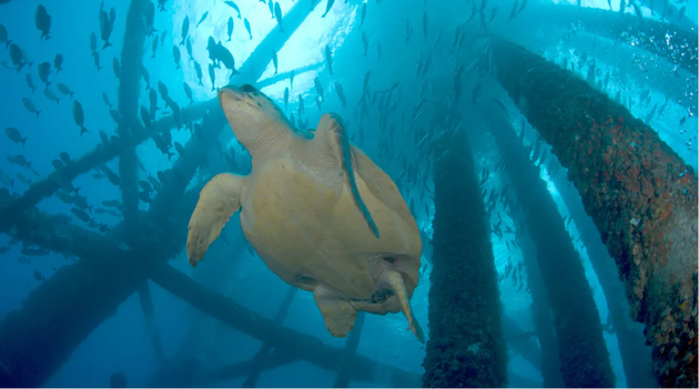 當海上石油鉆井平臺停用后，它們要么留在原地供野生動物棲息，要么被拆除。圖中是鉆井平臺水下部分棲息著一只大海龜，以及成群的小型魚類。