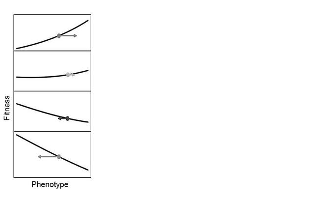 “蹺蹺板”式的適應度地形，生物改變了適應的方向；各圖自上而下隨時間推移。圖改自Tanaka et al （2020）， Philosophy of Science， 87： 478-98
