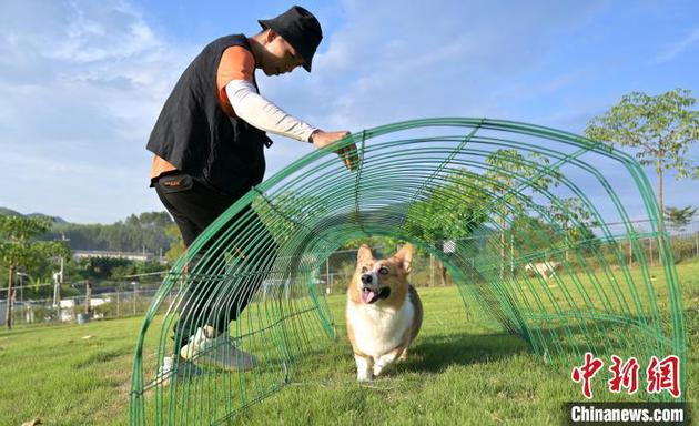 資料圖：訓(xùn)犬師正在進(jìn)行訓(xùn)練。