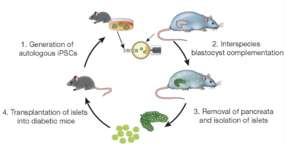 1年后小鼠的血糖值依然維持在正常水平（Toshihiro Kobayashi et al， cell，2010； Toshihiro Kobayashi et al， nature， 2017）。