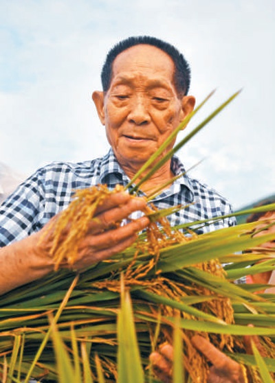 袁隆平在查看水稻生長(zhǎng)情況。　新華社記者 陸波岸攝